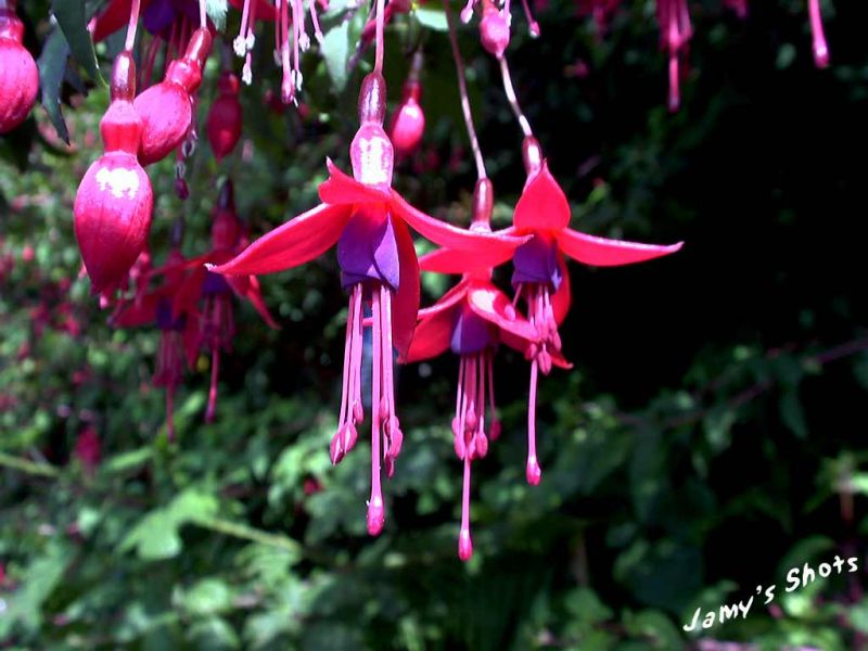Fuschias de Clifden