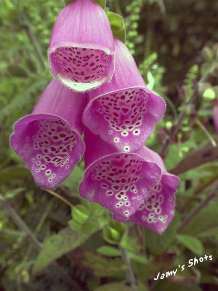 Digitales rouges du Connemara
