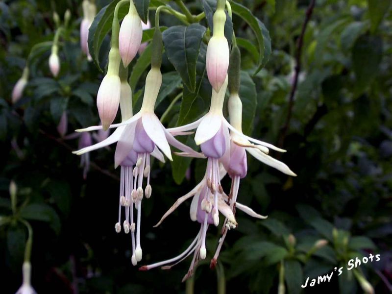Fuschias blancs de Connemara
