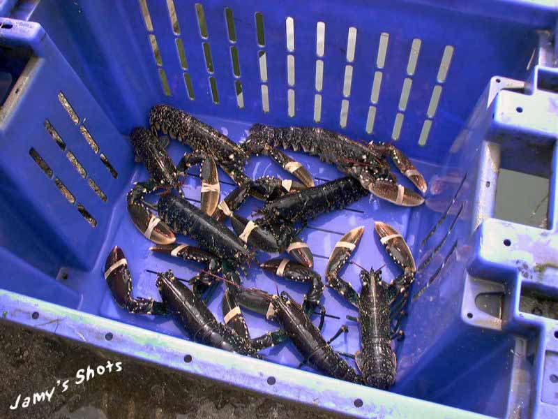 Homards de la ferme