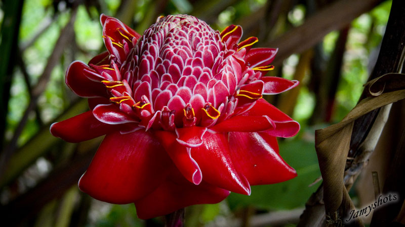 Alpinia magnifica. Rose de porcelaine (Poindimi)