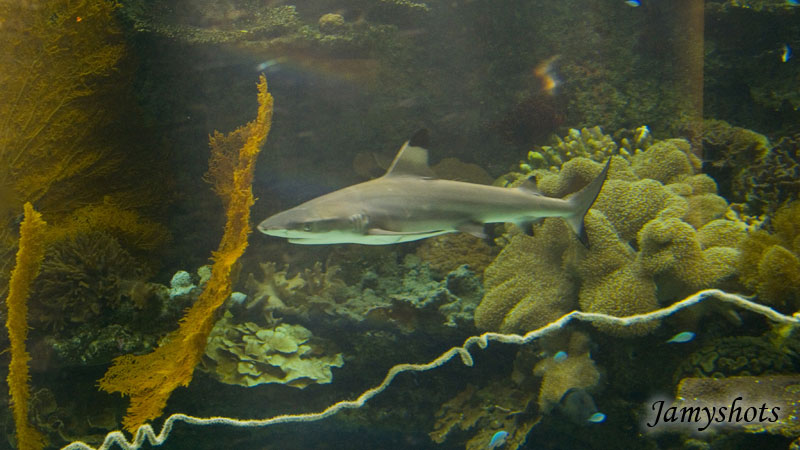 Carcharinus Melanoptrus