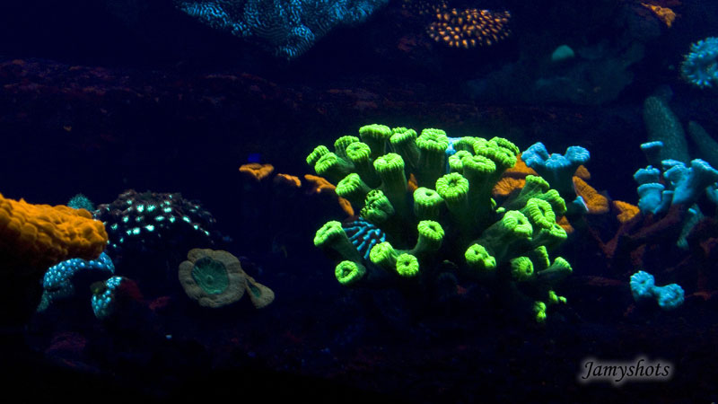 Magie des coraux fluorescents