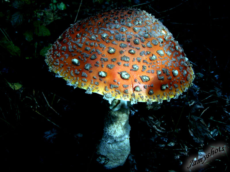 Amanita Muscaria ( Fort de Villeneuve les Bordes)