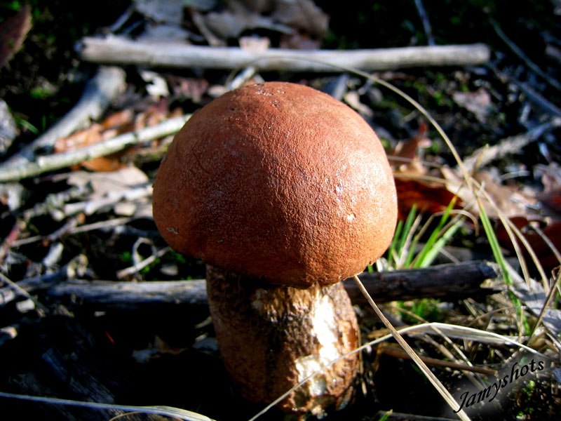 Boletus Aurantiacus Rufus ( Fort de Villeneuve les Bordes