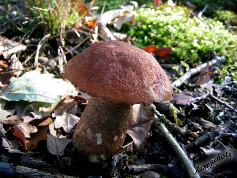 Boletus Aurantiacus Rufus ( Fort de Villeneuve les Bordes)