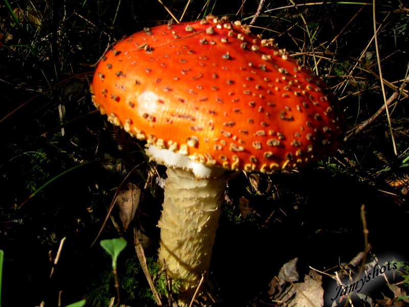 Amanita Caesarea ( Fort de Villeneuve les Bordes)