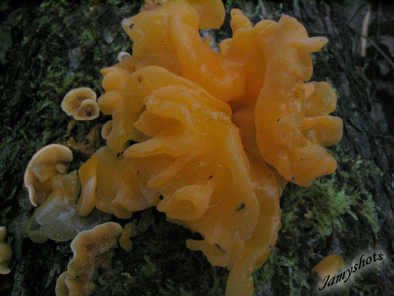 Ascocorine sarcoides( Fort de Villeneuve les Bordes)