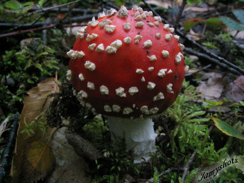 Amanita Muscaria ( Fort de Villeneuve les Bordes)