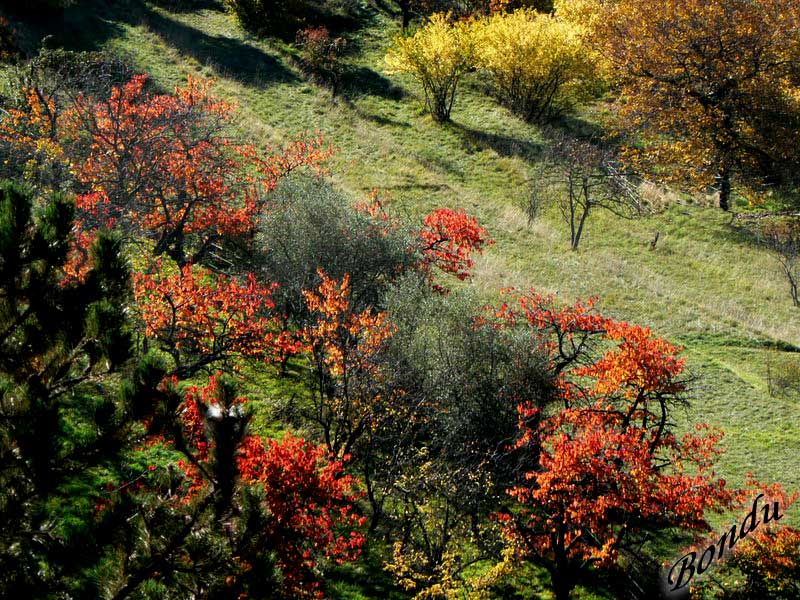 Campagne Luceramoise.