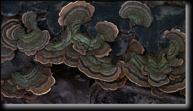Polypore amadouvier