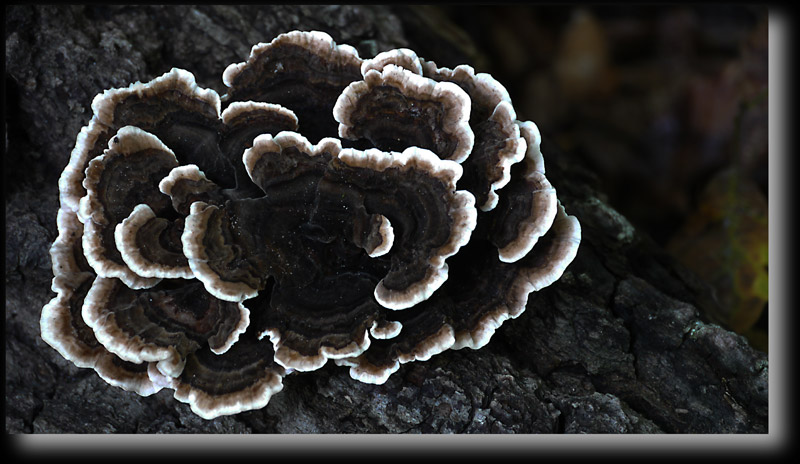 Polypore brl
