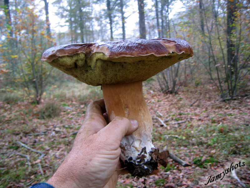 Superbe, l'animal! non?