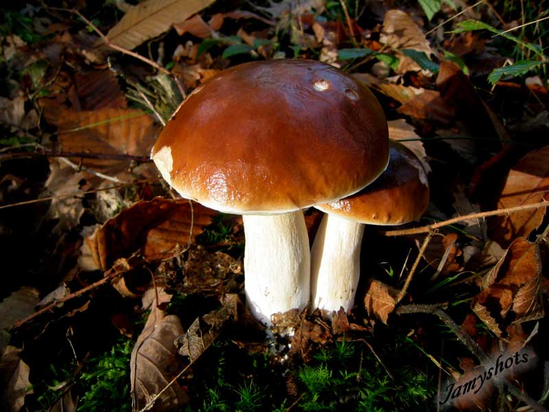 Boletus Edulis en fort de Villeneuve les Bordes