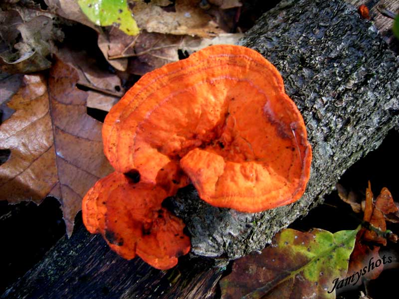 Polypore soufr sur un tronc de feuillu