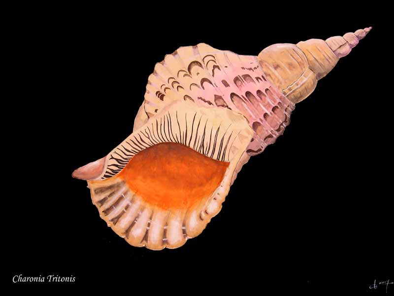 Charonia tritonis de Ouass  (Nouvelle-Caldonie)