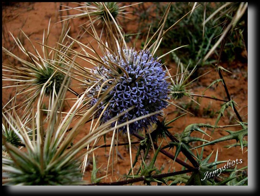 Flore du Sud Marocain