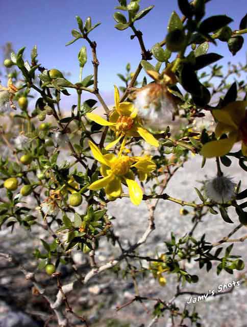 Flore de la valle de la mort
