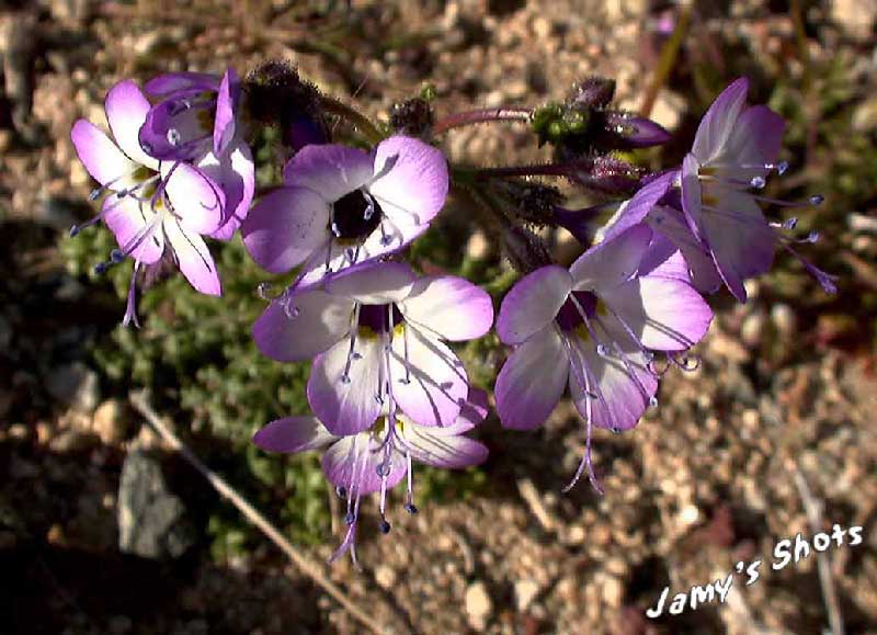 Printemps de la valle de la mort