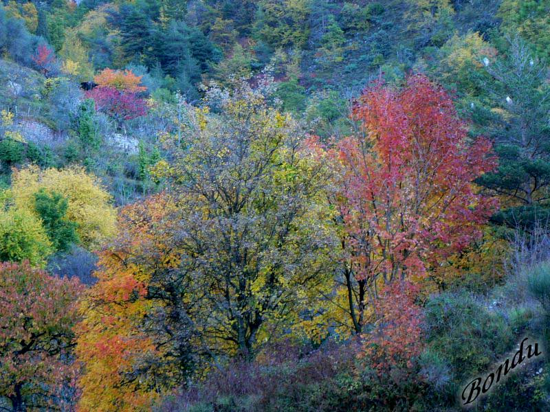 Feuillages Luceramois