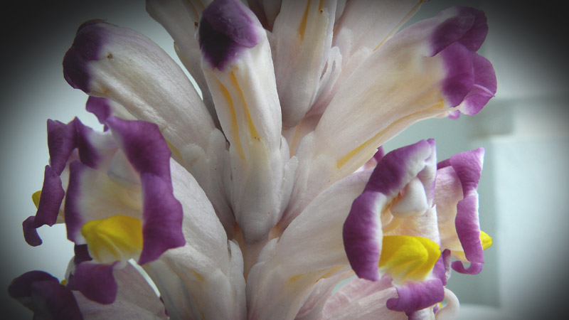 Fleurs du Chott El Djerid (Tunisie)