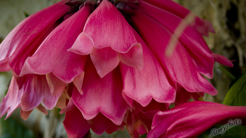 Doigts de fe. Jardin Obry (poindimi)