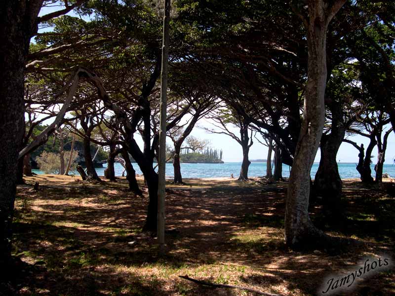 L'ombrage des "Bunis" entre Kuto et la baie de Kanumera