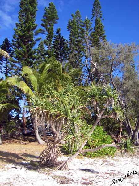 Padanus sur la baie de Kuto