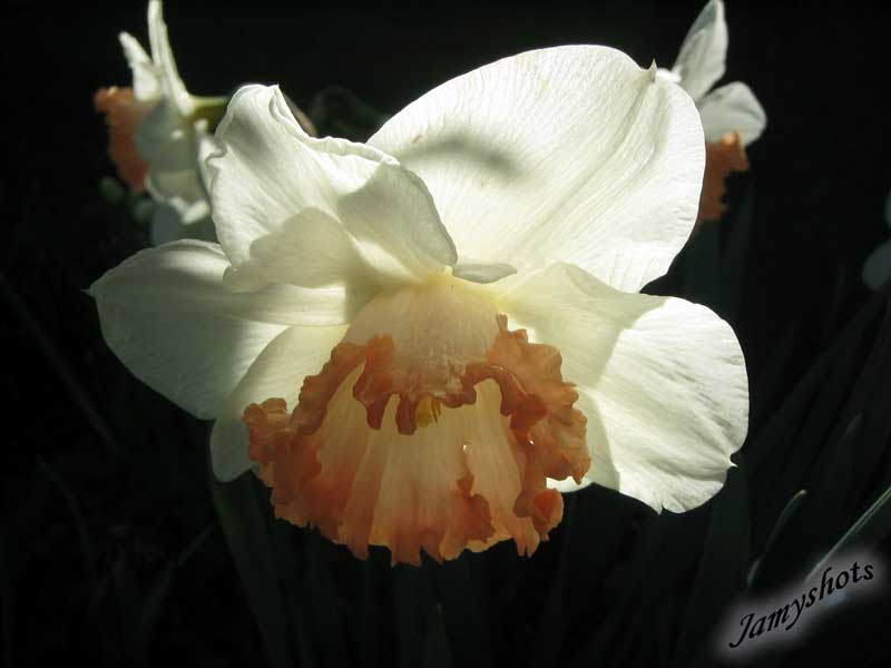 Jonquilles du Dolmen