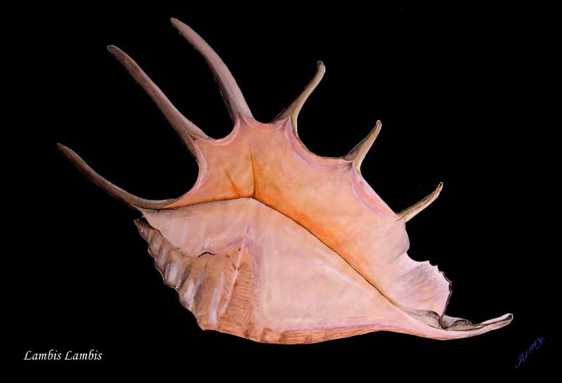 Ptrocre de Nouvelle Caldonie