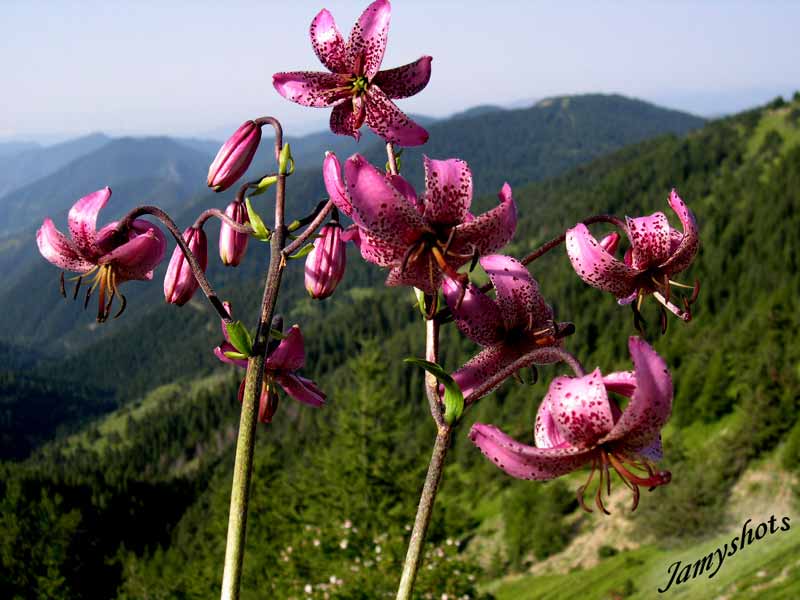 Lys Martagon de l'Authion. Pour les amoureux de la nature