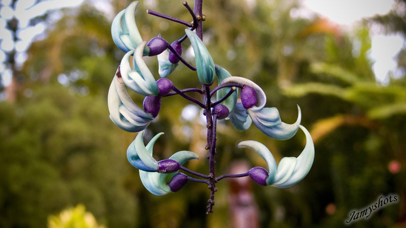 Liane bleue (Jardin Obry  Poindimi)