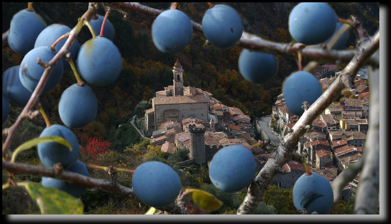 Entour de genivre, de thym et de lavandes