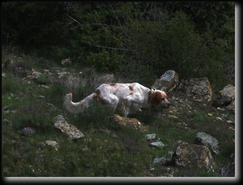 Brice  la Chasse  la Bcasse aux alentours de Luceram.