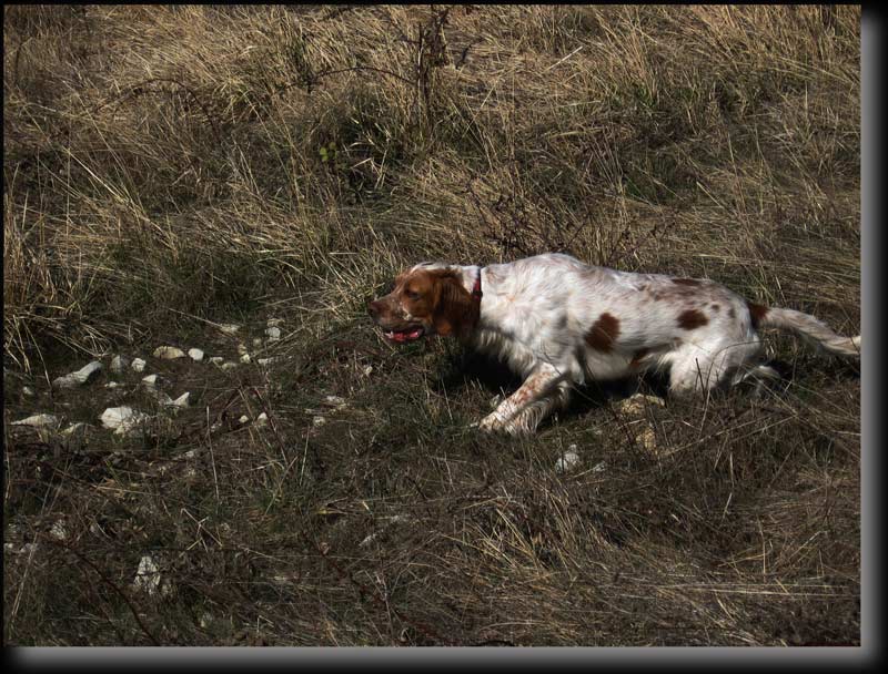 Brice, un chien exeptionnel. (Photo Ren Massiera)