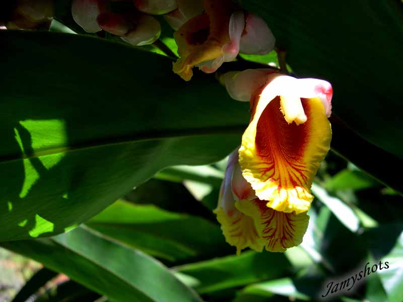 Alpina zerumbert ( larmes de la virge )  Prony