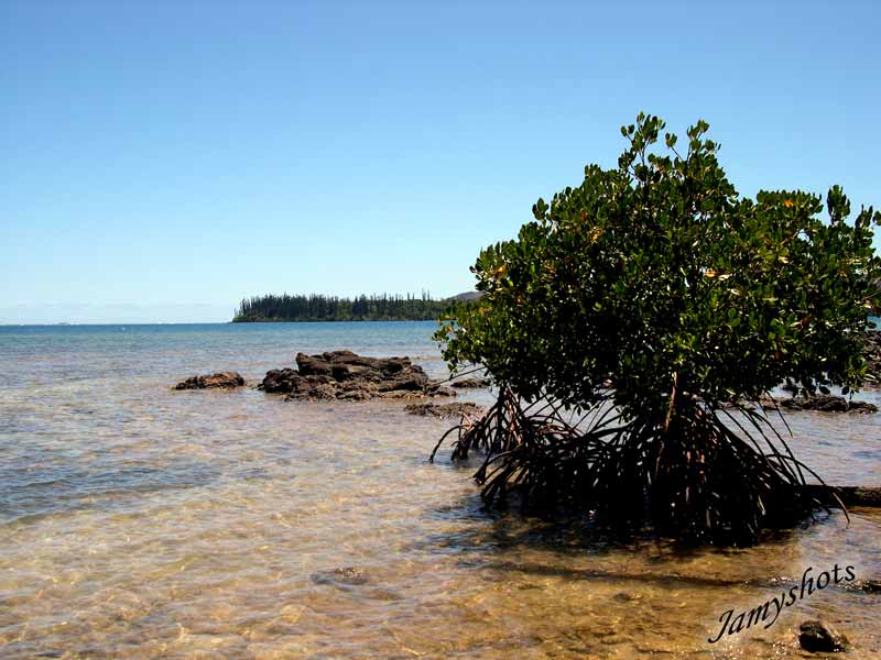 Paltuviers de Port Bois
