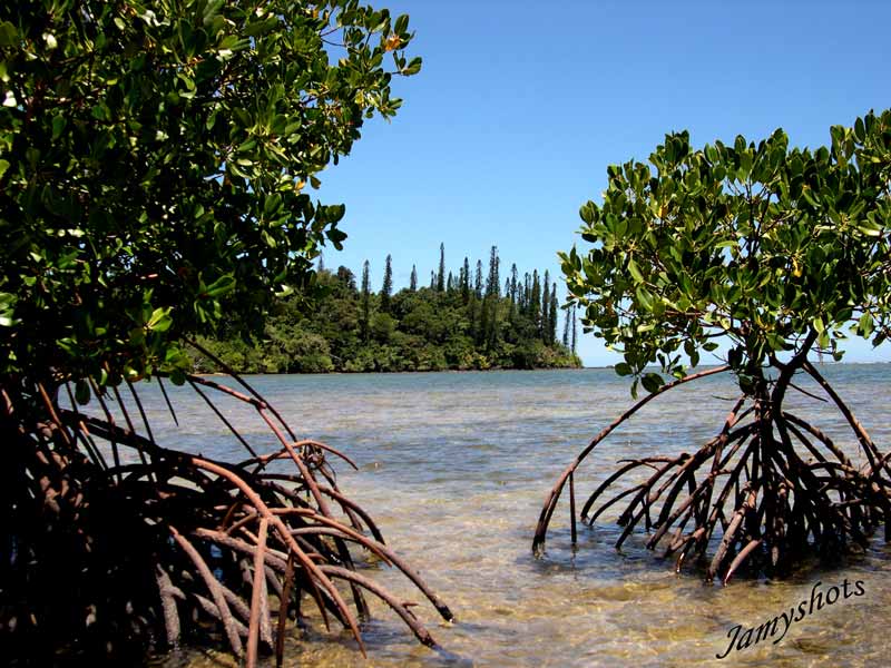 Paltuviers de Port Bois