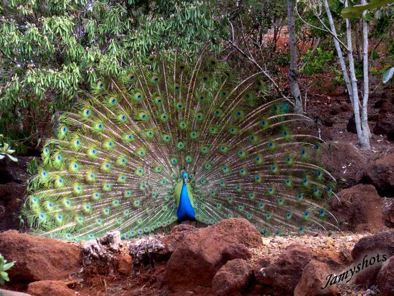 Merveille du Grand Sud.