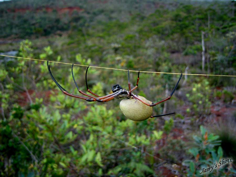  Sur un fil tendu. Paysage du Sud.