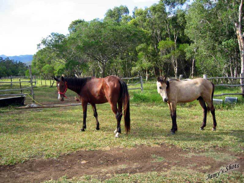 Les Chevaux dans la prairie