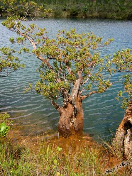 Bois bouchon au bord de la Madeleine.