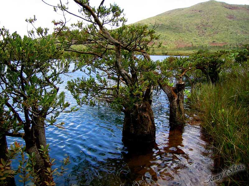  Rivire de la Madeleine. Grand Sud. Bois bouchon.