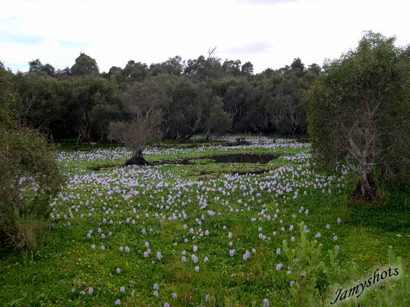 Jacinthes dans la traverse du Nord