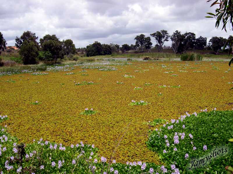 Jacinthes dans la traverse du Nord