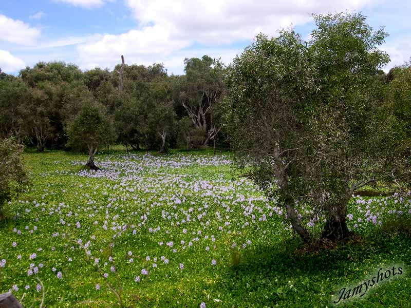 Jacinthes dans la traverse du Nord et Niaoulis