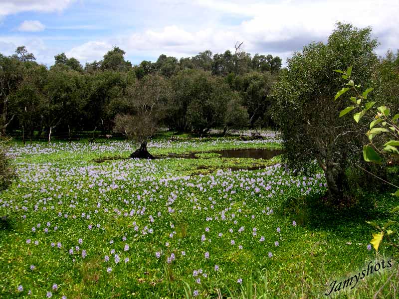 Jacinthes dans la traverse du Nord et Niaoulis