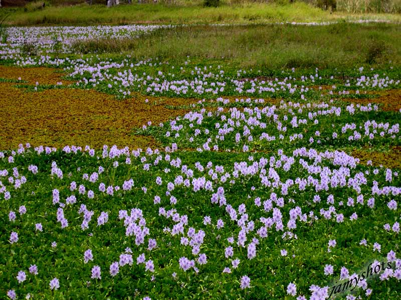 Jacinthes dans la traverse du Nord 