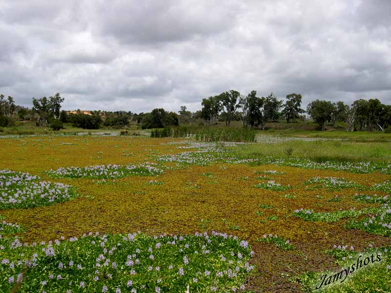 Jacinthes dans la traverse du Nord