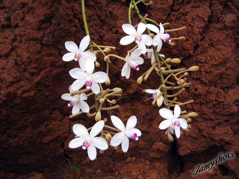 Parfum magique qui embaume le Grand Sud.
